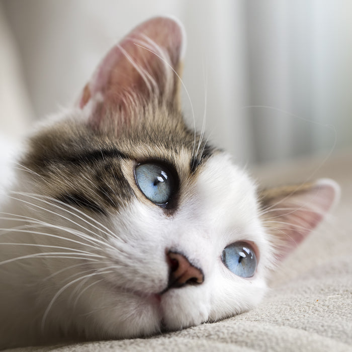 Interactive Tips for Pets During Busy Schedule