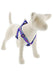 LupinePet Originals Ripple Creek Dog Harness