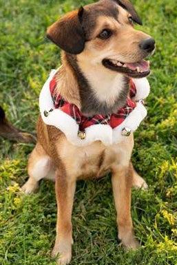 Huxley and Kent Royal Tartan Ruff with Bells Dog Neckwear