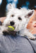 Kong SqueakAir Tennis Ball Dog Toys, 3 pack