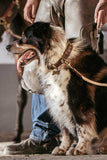 A dog wearing My Family El Paso Italian Brown Leather Dog Collar