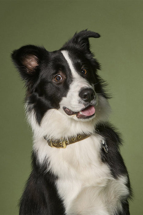 My Family West Point Military Green Dog Collar