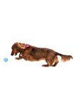 West Paw Zogoflex Jive Aqua Blue Dog Toy