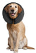 ZenPet Zen Collar For Dogs