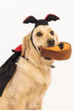 Zippy Paws Dracula Halloween Costume Kit