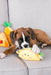Zippy Paws Fiesta NomNomz Taco Dog Toy