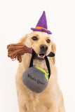 Zippy Paws Witch Halloween Costume Kit