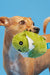 Bark Consuela the Hoppy Cactus Dog Toy