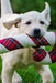 HuggleHounds Totally Tartan Candy Cane Dog Toy