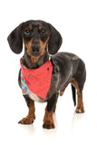 FuzzYard 'You Drive Me Glazy' Dog Bandana