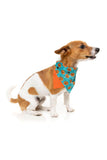 FuzzYard Jack Jack Jackie Lantern Teal Pet Bandana