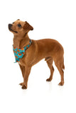 FuzzYard Jack Jack Jackie Lantern Teal Pet Bandana