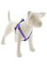 LupinePet Originals Ripple Creek Dog Harness