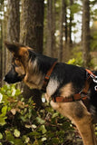 New Earth Soy Pumpkin Dog Harness