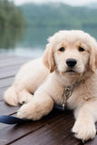New Earth Soy Indigo Dog Leash