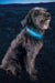 Nite Ize Rechargeable LED Collar Cover
