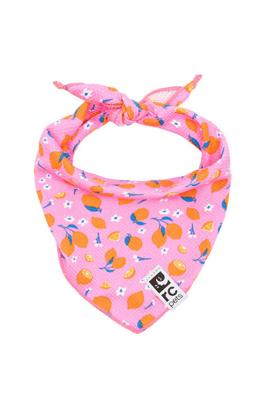 RC Pets Zephyr Cooling Bandana Zesty Dog Apparel