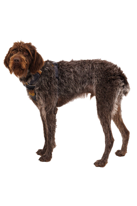 Ruffwear Front Range Moonlight Mountains Dog Harness