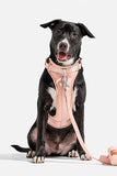 Wild One Blush Dog Harness